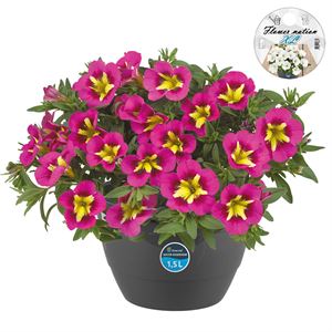 Afbeelding van HP27 o.kl. Calibrachoa Bumble bee hot pink